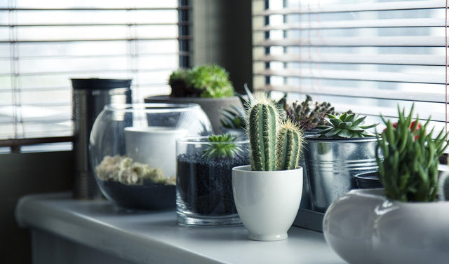 INDOOR PLANTS THAT NEED LITTLE WATER